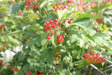 Obraz premium red berries of a viburnum on a branch in the garden.