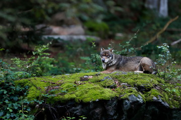 Close-up portrait of the wolf in a natural environment of a green forest. European grey wolf, Canis lupus.