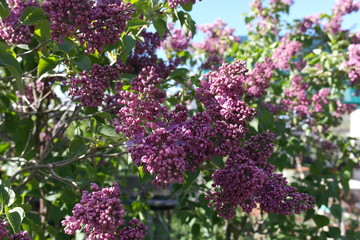 Obraz premium Lilac branches in the garden. Purple lilac.
