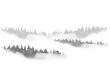 Paisaje con niebla, bosque, árboles. Ilustración. Blanco y negro. Fondo para escribir texto.