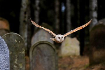 A moody photo, an owl flying over the tombstones of the old abandoned cemetery. Barn Owl, Tyto alba