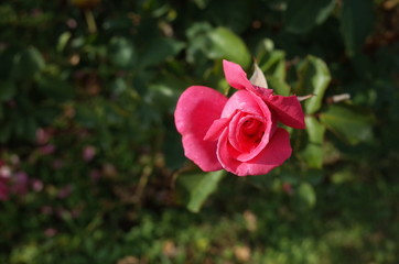 Pink Flower of Rose 'Hojun' in Full Bloom
