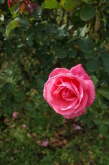 Pink Flower of Rose 'Hojun' in Full Bloom

