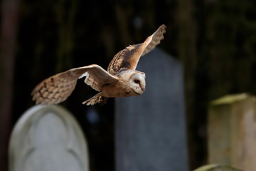 A moody photo, an owl flying over the tombstones of the old abandoned cemetery. Barn Owl, Tyto alba