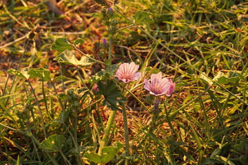 pink flowers in the garden