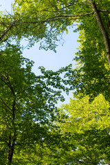 Blätterdach