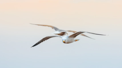 Moody photo. Huge seagulls floating against the background of the colorful sky before sunset. The...