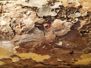 Pine trunk surface