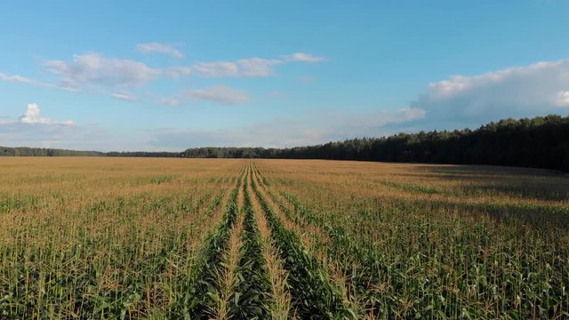 Aerial footage. Flying over a golden corn field