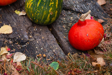 Variety of pumpkin, zuccini and Pattypan squash