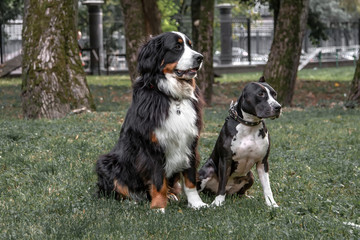 Two dogs are sitting in a clearing in the park