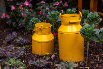 Obraz premium Yellow, decorative milk cans in the garden