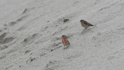 A pair of linnets on the sand dune. Düne island. Common Linnet, Carduelis cannabina