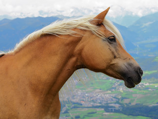 Wild blonde horse over mountain high pathway