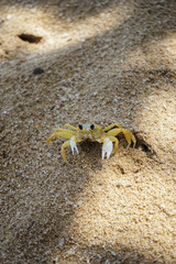 little crab on the sand beach