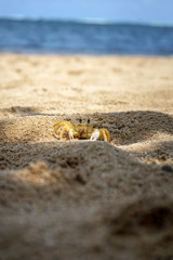 little crab on the sand beach