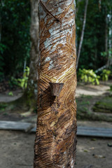 Fototapeta premium latex extracted from rubber tree