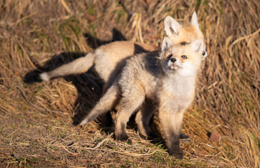 Red fox kits in the wild