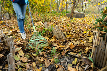 A man cleans up the fallen yellow leaves in the garden. Green rake the leaves. Fallen leaves in the...
