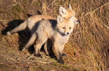 Red fox kits in the wild