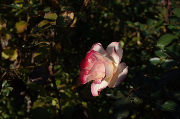 Pink and White Flower of Rose 'Honoka' in Full Bloom
