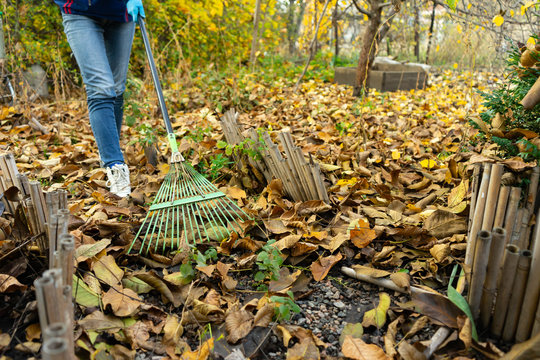 A man cleans up the fallen yellow leaves in the garden. Green rake the leaves. Fallen leaves in the garden.
