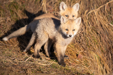 Fototapeta premium Red fox kits in the wild