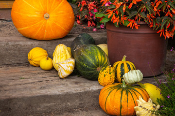 Variety of pumpkin, zuccini and Pattypan squash