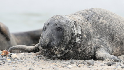 The Atlantic seal, Halichoerus grypus atlantica, meaning 