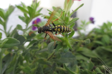 Wespe/Wasp