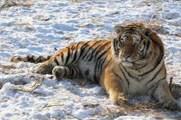 tiger in snow
