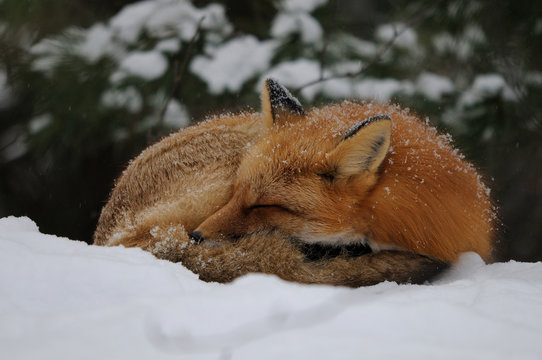Fox Red Fox Stock Photo. Red Fox sleeping on snow in the forest in the winter season in its habitat and environment displaying fur, head, eyes, ears, nose, paws, bushy tail.