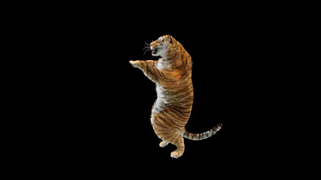 Tiger Dancing, 3d rendering, animal realistic, cartoon, Animation Loop,  Included in the end of the clip with Alpha matte.