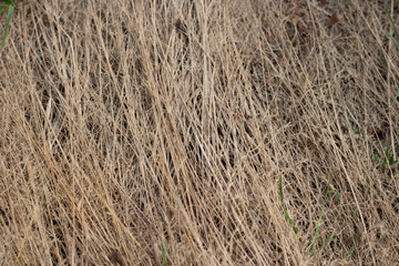 Dry furry panicles of Calamagrostis Ground (Calamagrostis epigeios) in a meadow with a copy space