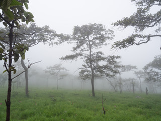 Fog In the morning of the day in the deciduous forest with hiking trails. During the rainy season...