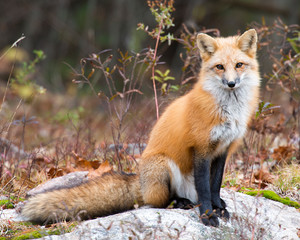 Red Fox Stock Photo. Red Fox in the forest looking a the camera enjoying its habitat and environment displaying bushy tail, fur, body, head, eyes, ears, nose, paws with a blur background.