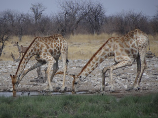 Naklejka na ściany i meble Some giraffes drinking