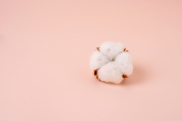 White cotton plant flower isolated on a soft pink background. Closeup with space for text            
