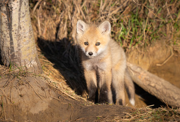 Red fox kits in the wild