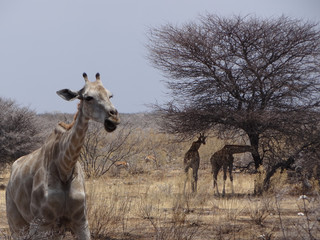 some giraffes in front of an african tree