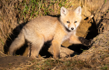 Red fox kits in the wild