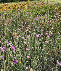 Flowering meadow.Composition 3.