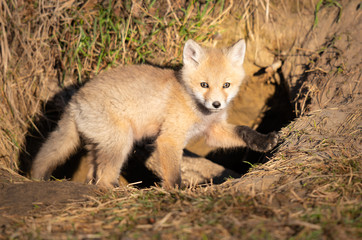 Red fox kits in the wild