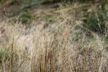 Dry furry panicles of Calamagrostis Ground (Calamagrostis epigeios) in a meadow with a copy space
