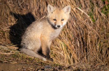 Red fox kits in the wild