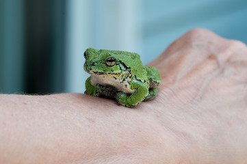 Gray Tree Frog Stock Photo.   Gray Tree Frog on a human hand. Picture. Portrait. Photo. Image.