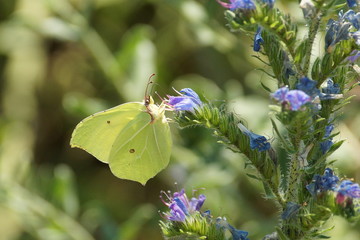 Papillon posé sur une fleur