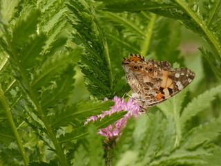 Painted lady butterfly (Vanessa cardui) - close up of orange-black-white butterfly on pink clover...