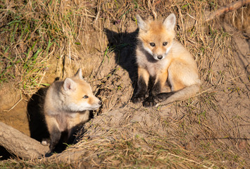 Red fox kits in the wild