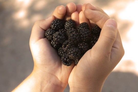 moras en la mano de una ni&ntilde;a
